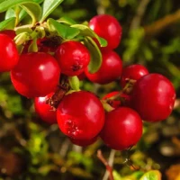 Брусника