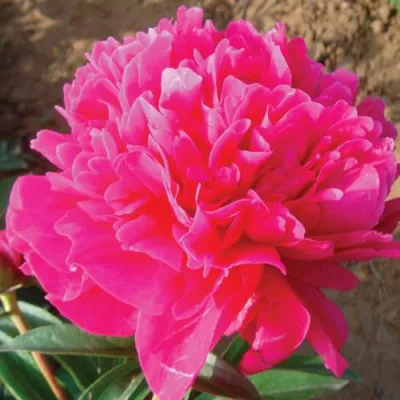 Пион РУБИНОВЫЙ СВЕТ травянистый в Сочи