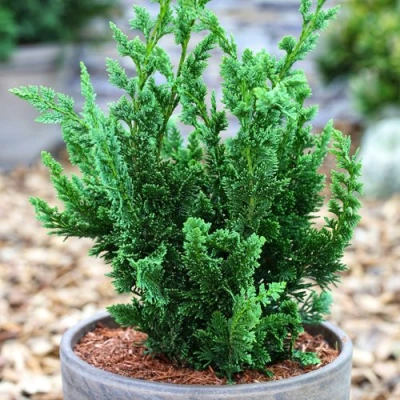 Кипарисовик ВИСЕЛЛИ лавсона в Сочи