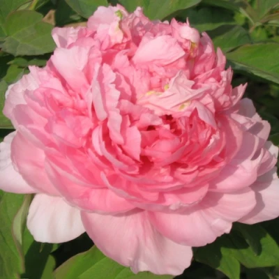 Пион ИМПЕРАТОРСКАЯ НАЛОЖНИЦА древовидный в Сочи