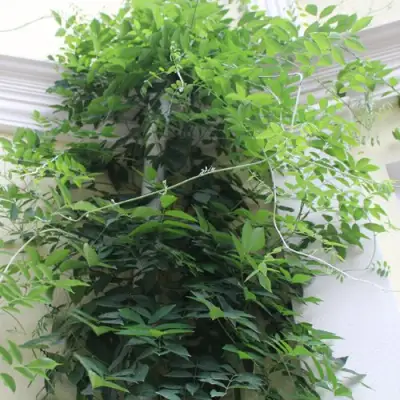 Глициния макростахия БЛЮ МУН в Сочи