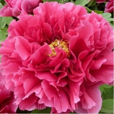 Пион КОРОЛЕВСКИЙ ЦВЕТОК древовидный в Сочи