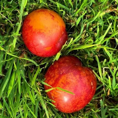 Шарафуга НЕКТАРИННАЯ в Сочи