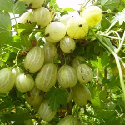 Крыжовник ИНВИКТА в Сочи