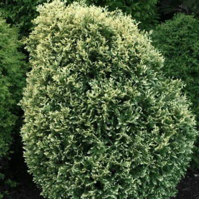 Туя ЛИТОМИШИЛ западная в Сочи