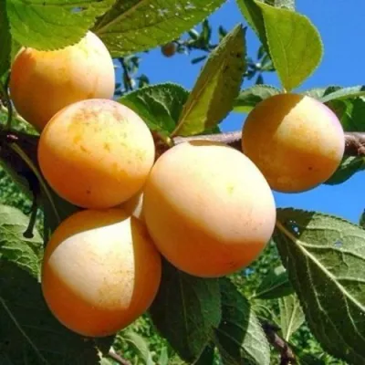 Слива ВАШИНГТОН в Сочи