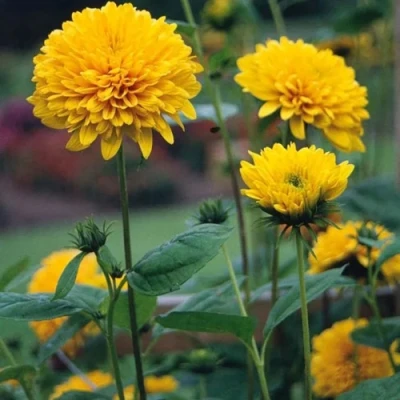 Подсолнечник СОЛЕЙЛ ДЕ ОР в Сочи