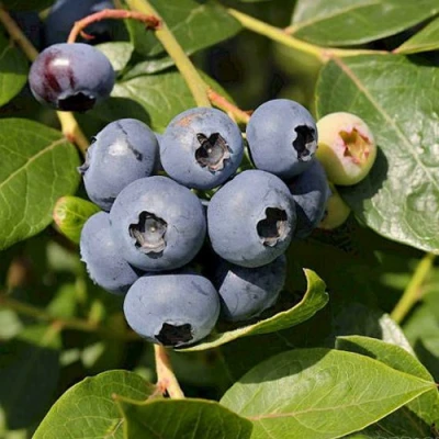 Голубика ШАНТЕКЛЕР в Сочи