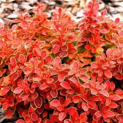 Барбарис КОРАЛ тунберга в Сочи