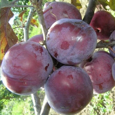 Слива ЛАМА в Сочи