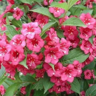 Вейгела БРИСТОЛЬ РУБИ в Сочи