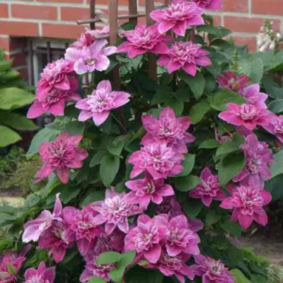 Клематис МАЙ ДАРЛИНГ  в Сочи