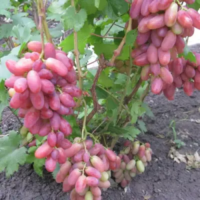 Виноград ЮЛИАН в Сочи
