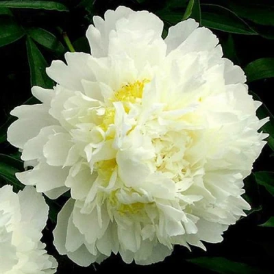 Пион ЗОЛОТОЙ ОРЕОЛ травянистый в Сочи