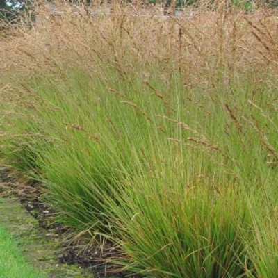 Молиния ПОЛ ПЕТЕРСОН голубая в Сочи