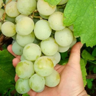 Виноград КЕША МУСКАТ в Сочи
