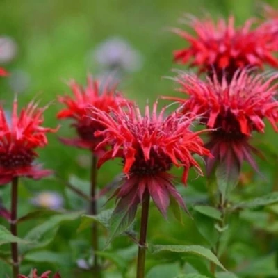 Монарда ПАНОРАМА РЕД в Сочи