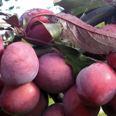 Слива ПАННА  в Сочи