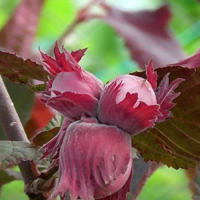 Фундук КАРДИНАЛ в Сочи