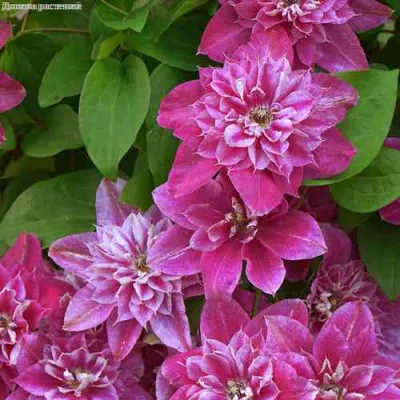 Клематис МАЙ ДАРЛИНГ  в Сочи