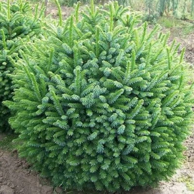 Ель НАНА сербская в Сочи