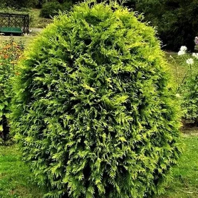 Туя ТИП ТОП западная в Сочи