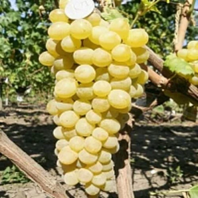 Виноград КИШМИШ ЗОЛОТЦЕ в Сочи