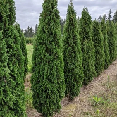 Туя ДЕГРУТ СПАЙР западная в Сочи