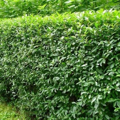 Бирючина обыкновенная в Сочи