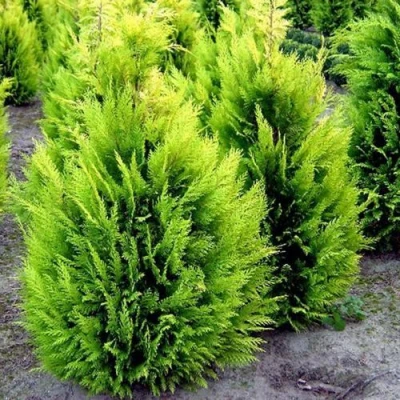 Кипарисовик ИВОНЕ лавсана в Сочи