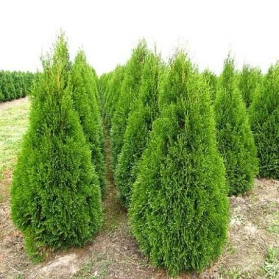 Туя СМАРАГД западная в Сочи