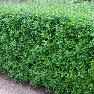 Бирючина обыкновенная АТРОВИРЕНС в Сочи