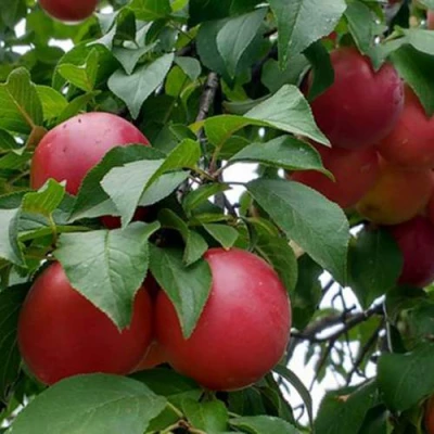 Плумкот БИРИКОККОЛО ГИГАНТЕ ДИ БУДРИО в Сочи