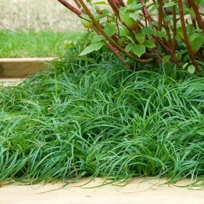 Осока БИТЛЗ в Сочи