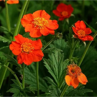 Гравилат БОРИСА в Сочи