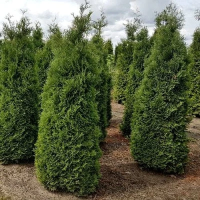 Туя ХОЛМСТРУП западная в Сочи