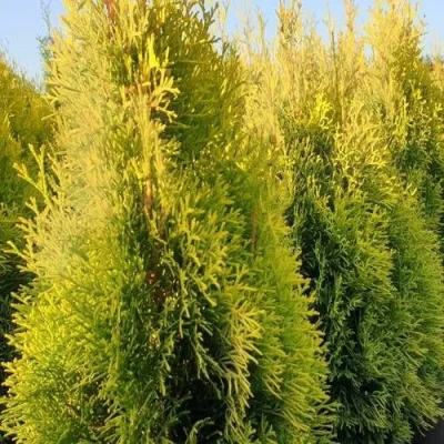 Туя ГОЛДЕН СМАРАГД западная в Сочи