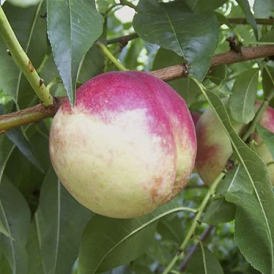 ПИЧЕРИН в Сочи