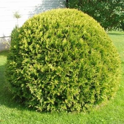 Туя ДАНИКА АУРЕА западная в Сочи