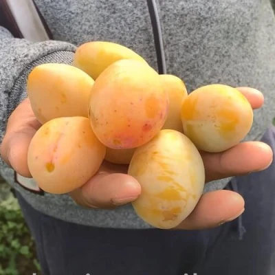 Слива ЯХОНТОВАЯ в Сочи