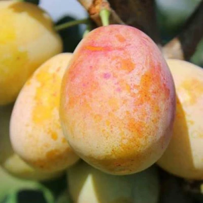 АПРИМИРА в Сочи