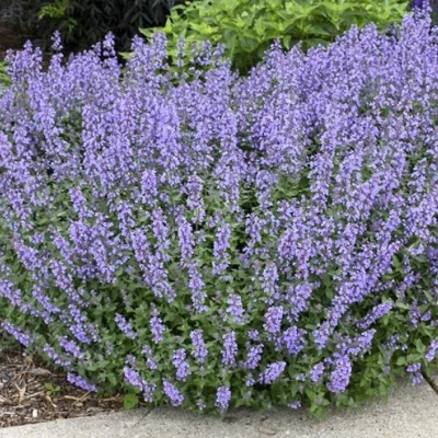 Котовник СИКС ХИЛЛС ГИАНТ в Сочи