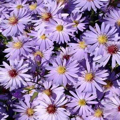 Астра БЛЮ ХЕВЕН сердцелистная в Сочи