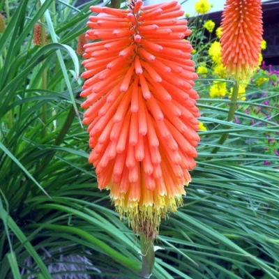 Книфофия БЕНГАЛ ФАЕР гибридная в Сочи