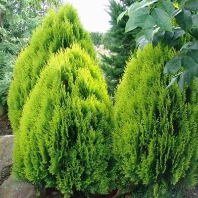 Туя восточная в Сочи