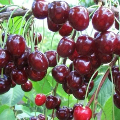Черешня ОВСТУЖЕНКА в Сочи