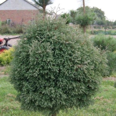 Туя вересковидная в Сочи