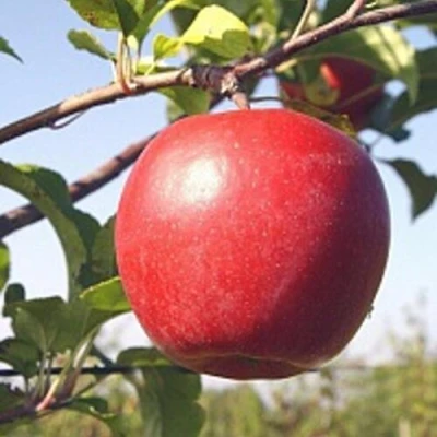 Яблоня ЛИГОЛ в Сочи