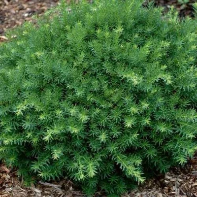 Тис ХИКСИ средний в Сочи