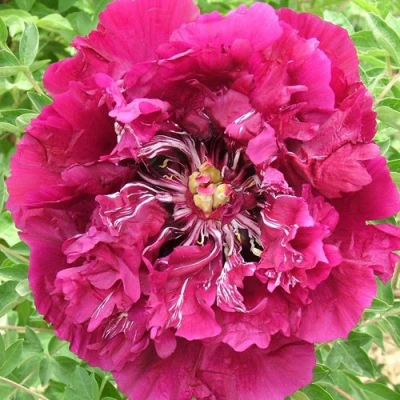 Пион ПУРПУРНЫЙ ОКЕАН древовидный в Сочи